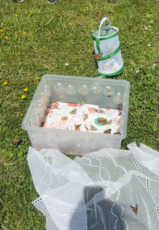 Chov motýlů ve školní družině., 23. 5. 2026