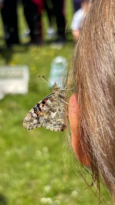 Chov motýlů ve školní družině., 23. 5. 2026