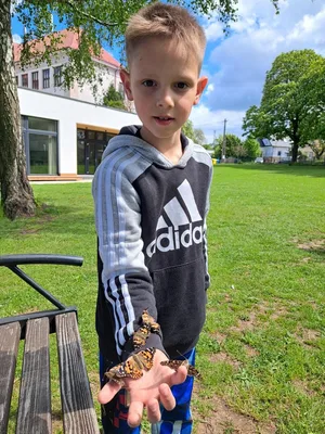 Chov motýlů ve školní družině., 23. 5. 2026