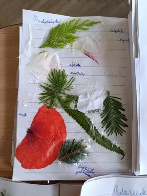 Naše badatelská činnost v prvouce..., 4. 6. 2026