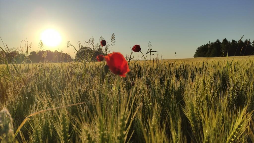 Pochod za Libuší - Uctění památky obětí heydrichiády, 21. 6. 2026